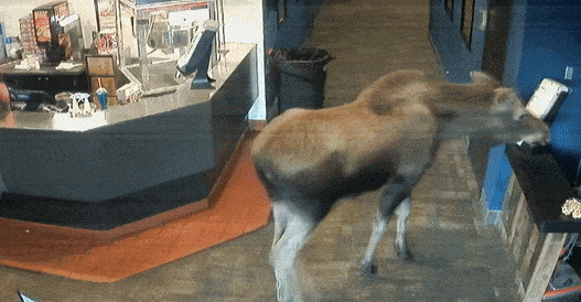 미국 알래스카 내 한 영화관에 들어온 무스(Moose·말코손바닥사슴)가 팝콘을 먹고 있는 모습 /영상=미국 케나이 극장