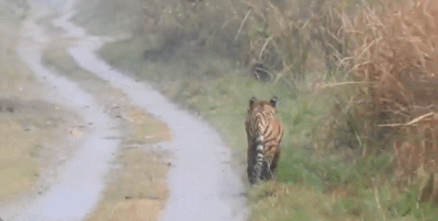 /사진=트위터 'Susanta Nanda'