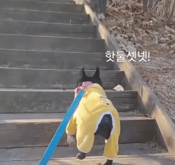산책을 하고, 냄새를 맡고, 나 잘하는 거 보라는 듯이 계단을 오른다.  평범한 광경이 뭉클하다./사진=콩지 보호자님 