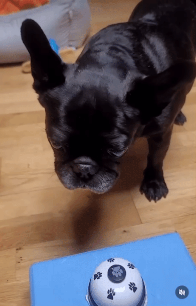 종을 치면 간식이 나온다는 것도 이리 잘 아는 똑똑이고요./사진=콩지 보호자님 