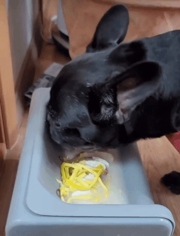 설날이면 가족과 함께 떡국도 냠냠, 맛있게 먹어요./사진=콩지 보호자님 