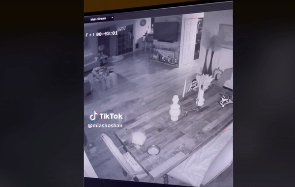 지난 5일 반려견 출입문으로 들어온 코요테가 집 안에 있던 고양이와 대치하는 모습. /영상= 틱톡