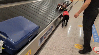 23일 인천국제공항 제2여객터미널 입국장에서 마약탐지견 '테드'가 마약류 탐지업무를 수행하고 있다./영상=최지은 기자