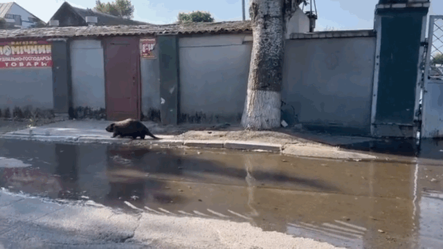 우크라이나 남부 헤르손주의 카호프카댐이 무너지면서 삶의 터전을 잃은 비버가 길거리를 돌아다니고 있다. /영상=안톤 게라셴코 우크라이나 내무장관 고문 트위터