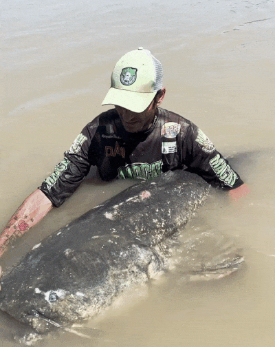 프로 낚시꾼 알레산드로 비안카르디가 지난달 31일(현지 시간) 이탈리아 포강에서 285㎝ 길이의 초대형 메기를 낚아 세계 기록을 경신했다. /영상=알레산드로 비안카르디 인스타그램