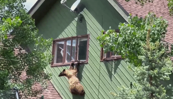 배고픈 곰이 미국 콜로라도주 한 주택의 벽을 타고 올라 2층 창문으로 침입했다고 미국 뉴욕포스트 등은 지난 18일(현지시간) 전했다. 사진은 곰이 2층 창문을 통해 들어갔다(왼쪽) 1층으로 나오는 모습. /영상= 유튜브 덴버 하우스