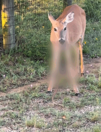 뱀을 잘근잘근 씹어먹는 사슴 영상. /영상=트위터