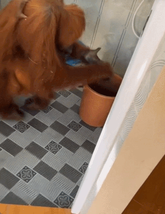 인도네시아의 한 주택에 침입한 오랑우탄 /영상=틱톡 'Zak'