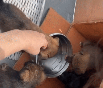 허겁지겁 물을 먹는 모습. 얼마나 고단하고 힘들었을지 짐작이 간다./사진=김재이씨 제공