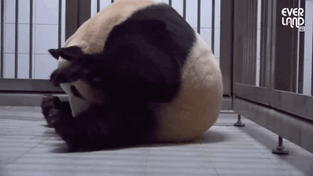 지난 7일 국내 최초로 쌍둥이 판다 자매를 출산한 에버랜드 판다 아이바오 /영상=에버랜드 공식 유튜브 채널