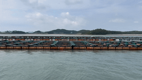19일 오후 전라남도 신안군에서 전복 양식장을 운영하는 정영규씨의 양식장. 출하됐어야 되는 전복 98칸(7톤)이 재고로 쌓여있다./사진=양윤우 기자 