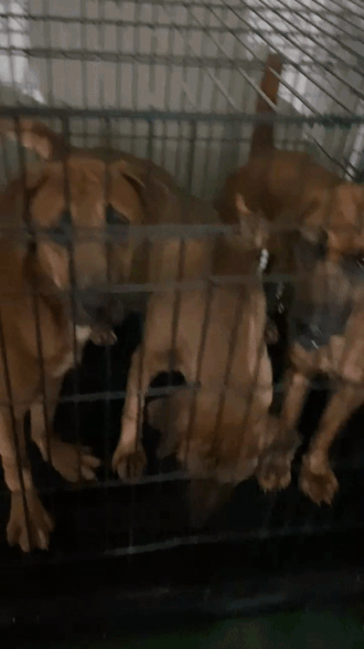 처음엔 두려움만 가득했는데, 조금 지나니 금세 꼬리도 흔들고 호기심을 보였다. 좋은 거였다, 살아 있단 건./사진=남형도 기자