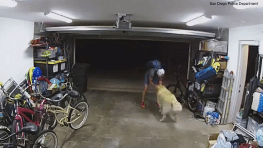 지난달 15일(현지 시간) 캘리포니아주 샌디에이고 퍼시픽비치 인근 주택에서 자전거 도난 용의자가 현장을 떠나기 전 개와 놀아주고 있는 모습 /영상= 샌디에이고 경찰국 페이스북