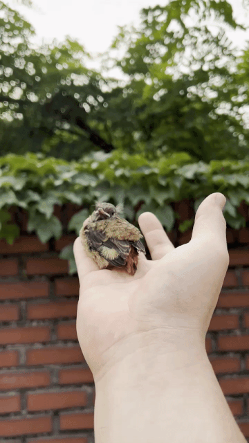 여러 차례 다시 날려보내주려 했으나, 이렇게 가지 않았단다./사진=카페 SON 사장 조대원씨