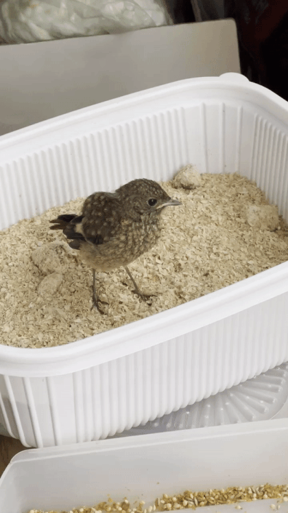 생밀웜을 먹는 새끼 딱새./사진=카페 SON 사장 조대원씨