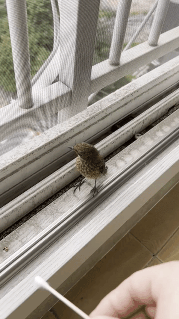 딱새와 놀아주는 대원씨. 실은 야생으로 돌아갔을 때 경계심을 잃을까 걱정됐단다./사진=카페 SON 사장 조대원씨