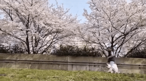 벚꽃길을 나란히 걷는, 은진씨 아버지와 꾸꾸. 세상에서 가장 다정하고 아름다운 산책. 화양연화./사진=꾸꾸 보호자님