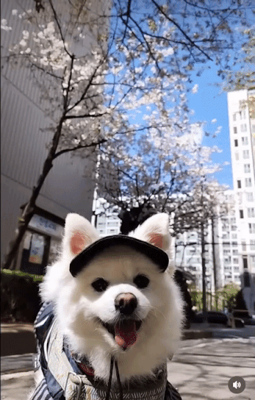 벚꽃나무 아래에서 방긋./사진=꾸꾸 보호자님