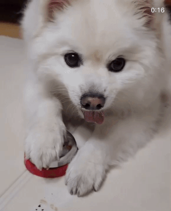간식 달라고 종치는 똑똑한 녀석. 마음이 급한게 느껴진다../사진=꾸꾸 보호자님