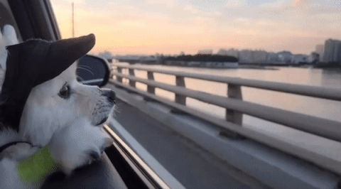 주황빛으로 찬란하게 물든 해질녘, 가만히 바깥을 바라보며 드라이브하는 꾸꾸. 어느 날 문득, 네가 우리에게 왔고 그로 인해 모든 게 바뀌었다고. 앞으론 매일 더 좋을 거라고. 곁에 너의 우주가, 나의 우주가 오롯이 있으므로./사진=꾸꾸 보호자님