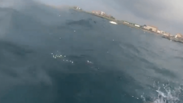 15일 오후 서귀포시 대정읍 해안에서 폐그물에 돌고래가 걸렸다는 신고가 접수돼 해경이 확인한 결과, 폐그물이 아닌 죽은 새끼를 업고 다닌 것으로 나타났다. /사진제공=서귀포해양경찰서