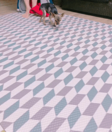 수술 직후 뚜뚜 모습. 아직은 재활이 필요한 시기였다./사진=뚜뚜 보호자 고은희씨