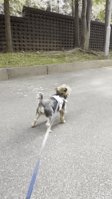 뒷다리를 끌며 앞다리로만 걷던 뚜뚜가, 이렇게 잘 뛸 수 있게 됐다. 기꺼이 가족으로 함께해준 이들 덕분에./사진=뚜뚜 보호자 고은희씨