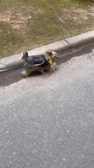 위에 있는 영상보다 더 빨리 걷는 '산책 천재' 뚜뚜./사진=뚜뚜 보호자 고은희씨