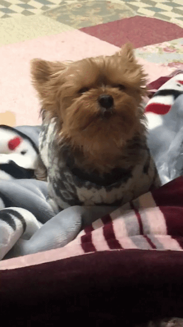 맛있는 간식 시간은 언제나 즐겁다. 입맛 다시는 뚜뚜./사진=뚜뚜 보호자 고은희씨