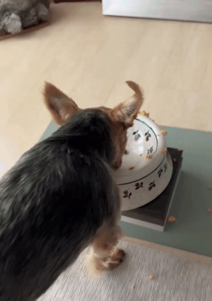 간식 시간은 언제나 즐거워. 맛있게 먹는 뚜뚜. 그래, 흘리면서 먹어야 제맛이다./사진=뚜뚜 보호자 고은희씨