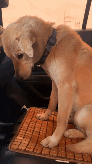 상아씨와 처음 만난 날, 뒷좌석에 탄 럭키. 풀이 죽은듯 고개를 숙이고 있다. 어쩌면 잔뜩 긴장하며 살다 처음 안도해 고단함이 밀려온 것일지도./사진=북끝서점 주인 김상아씨