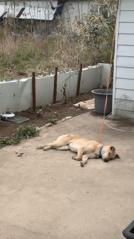 책방 뒤뜰에서 잠자고 있는 럭키./사진=북끝서점 주인 김상아씨