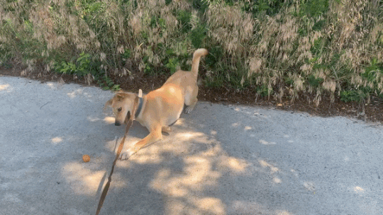 산책하다 공놀이를 하며 신난 럭키./사진=북끝서점 주인 김상아씨