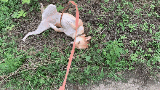 풀밭에서 브레이크댄스를 추며 흙을 온몸에 바르고 있는 럭키. 목줄 없었으면 무대가 많이 컸을듯 싶다./사진=북끝서점 주인 김상아씨