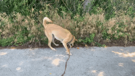 두 개의 공을 한꺼번에 가지고 노는 럭키. 자연과 하나가 된듯, 즐거워보인다./사진=북끝서점 주인 김상아씨