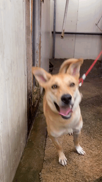 기자를 보고 한껏 반갑다고 바라보는 럭키. 가까이 다가가 마구 쓰다듬어주었고, 럭키는 보답으로 응아가 묻은 발바닥으로 내게 매달렸다. 괜찮아, 사랑스러우니까./사진=아내에겐 비밀로 한 남형도 기자