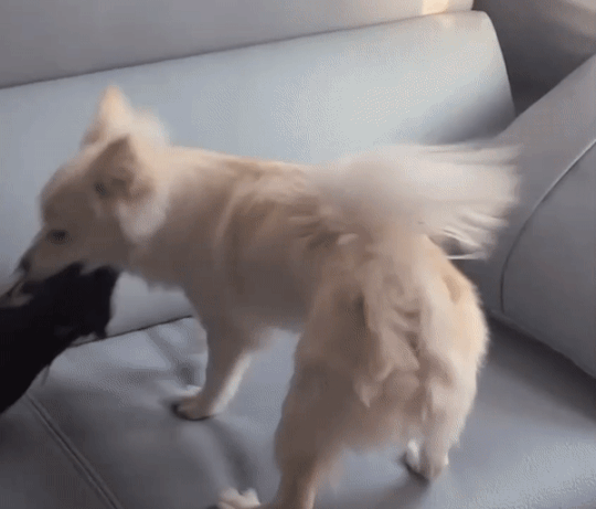 음, 말썽쟁이였던 건 맞는듯 하다. 대길이를 더 많이 알고 훈련하니, 착한 강아지로 바뀌었다고. 스스로 대견하단다./사진=대길이 보호자 민서씨