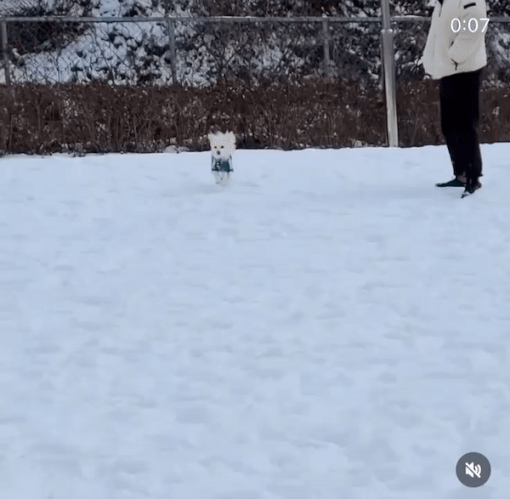 눈밭에서 민서씨를 향해 신나게 또 반갑게 달려오는 대길이. 나 이렇게 잘 뛴다고, 사랑스럽다./사진=대길이 보호자 민서씨