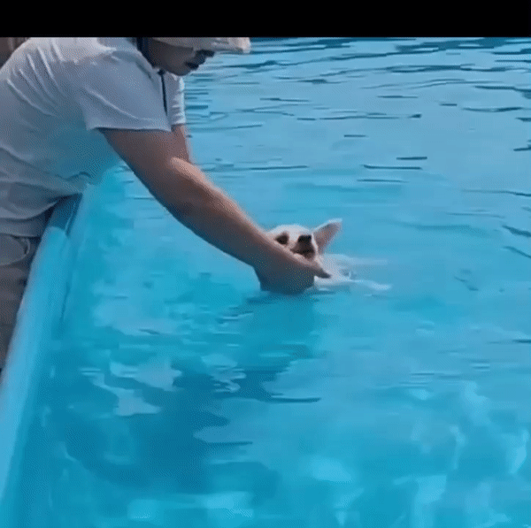 반려견 수영장에 데려갔는데, 물에 넣었다고 삐졌단다./사진=대길이 보호자 민서씨