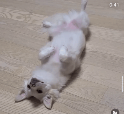 잠에 빠져든다. /사진=대길이 보호자 민서씨