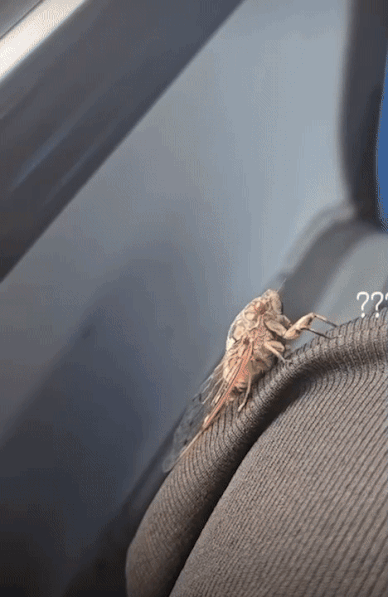 다치지 않게 손 안에 공간을 동그랗게 두었고, 조심스레 매미를 감싸주었다./사진=따뜻한 현주씨