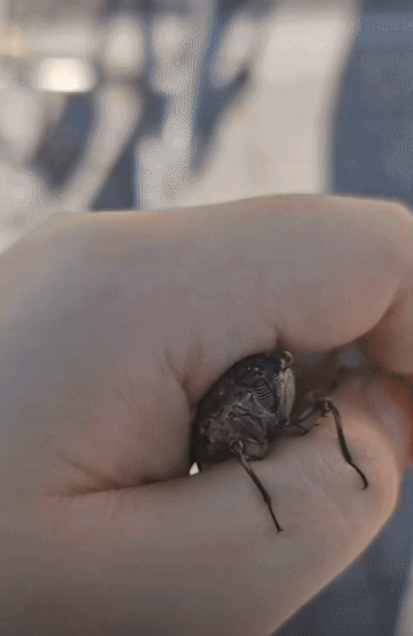 버스정류장 건너편 나무까지 매미를 데려다주었다./사진=현주씨