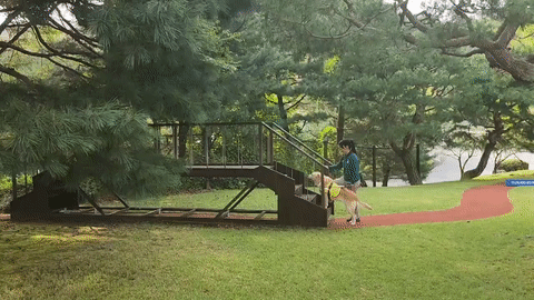 19일 경기도 용인시 삼성화재 안내견학교에서 훈련사와 안내 시범견이 시각장애인을 안내하는 모습을 시범보이고 있다. 담당을 맡은 훈련사는 눈을 감은 채 걸었다. / 영상 = 오진영 기자