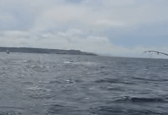 지난 17일 경북 포항시 남구 호미곶 앞바다에서 낚시바늘에 걸린 청상아리 1마리가 수면 위로 뛰어오르고 있다. /영상=유튜브 '포항대성호'