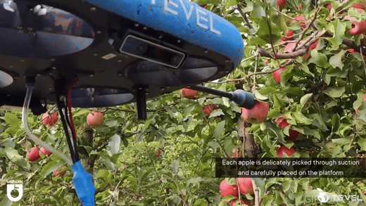 이스라엘 스타트업 테벨이 개발한 농업로봇 FAR가 칠레 과수원에서 수확 작업을 하는 장면./ 사진=테벨 유튜브 캡처