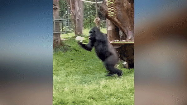 소나기를 피하기 위해 머리를 가린 채 뛰어가는 고릴라 /영상=SNS(소셜네트워크시버스)