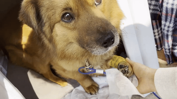 처음엔 손끝만 스쳐도 벌벌 떨었던 이쁜이가 마음을 연다. 사람에 대한 나쁜 기억이 가득했을텐데도, 다시 마음을 열어보는 존재. 부지런한 사랑을 준 덕분에, 믿어보고 싶은 사람이 다시 생겨서./사진=혜민씨 제공