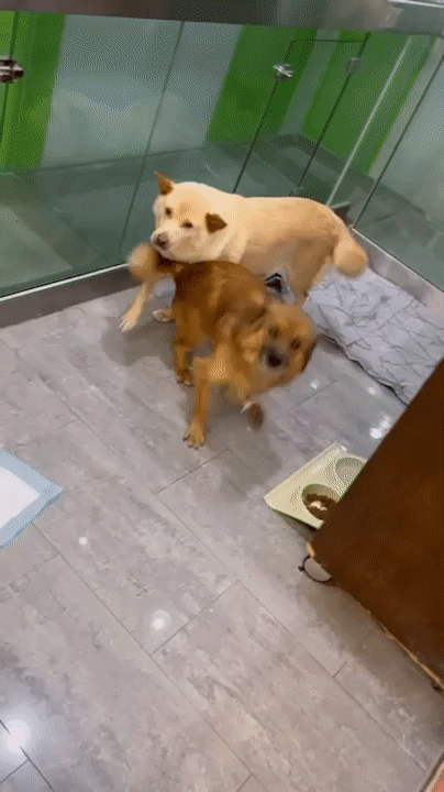 개들의 늘 온몸으로 말한다. 당신이 와줘서 너무 좋다고, 기쁘다고, 기다렸다고./사진=혜민씨 제공