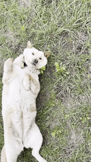 배를 보여준 보리. 가장 약한 부분을 보여주는 마음, 당신은 그만큼 믿는다는 뜻일게다. /사진=혜민씨 제공