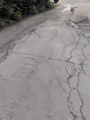 이쁜이와 보리는 여전히 빈집에 산다. 입양할 여력이 안 되는 혜민씨가, 매일 아침 저녁으로 돌보고 있다. 가까이 갈 때면 두 녀석이 이리 달려와 반겨준다. 날이 추워진다. 이들에겐 오래 버틸 힘이 없다. 가족이 필요하다./사진=혜민씨 제공